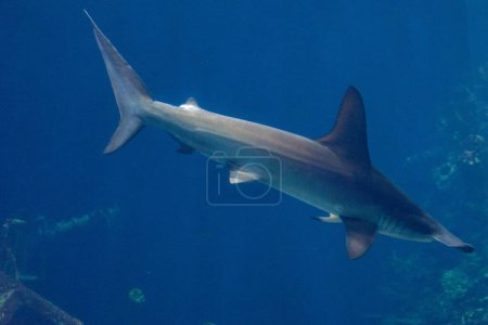 Photo for Netherlands, Arnhem, Burger Zoo, Europe, hammer head shark in water - Royalty Free Image