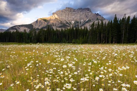 Téléchargez les photos : Montagne Cascade et fleurs sauvages dans le parc national Banff, Alberta, Canada - en image libre de droit