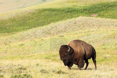 Téléchargez les photos : Bison des plaines, Lacs Waterton NP, Alberta Canada - en image libre de droit