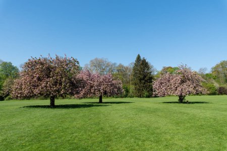 Kirschbäume mit rosa Blüten in voller Blüte an einem sonnigen Frühlingstag. Schüsse im öffentlichen Departemental Parc de Sceaux - Hauts-de-Seine, Frankreich.