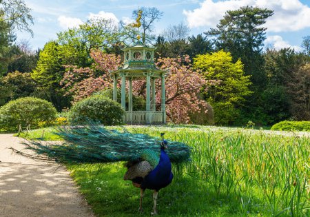 Chinese Kiosk in the Bagatelle park at springtime with a Peacock in the foreground. This park is located in Boulogne-Billancourt near Paris, France
