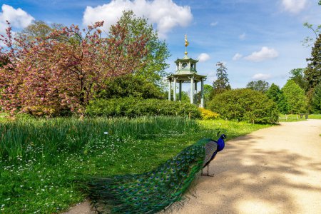 Kiosco chino en el parque Bagatelle en primavera con un pavo real en primer plano. Este parque está situado en Boulogne-Billancourt, cerca de París, Francia