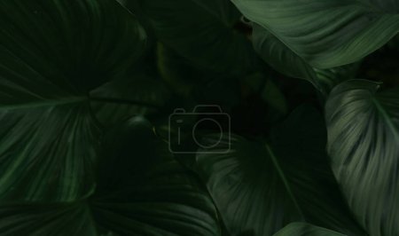 Nahaufnahme grüne Blätter tropischer Pflanzen im Garten. Dichte dunkelgrüne Blatt mit Schönheit Muster Textur Hintergrund. Grüne Blätter für den Wellness-Hintergrund. Grüne Tapete. Zierpflanze von oben im Garten.