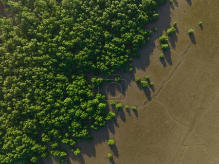 Téléchargez les photos : Forêt de mangroves vertes avec lumière du soleil du matin. Écosystème de mangroves. Éviers de carbone naturel. Les mangroves captent le CO2 de l'atmosphère. Ecosystèmes de carbone bleu. Les mangroves absorbent les émissions de dioxyde de carbone. - en image libre de droit