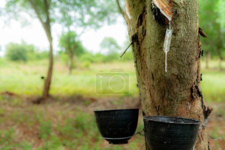 Photo for Rubber tapping in rubber tree garden. Natural latex extracted from para rubber plant. Rubber tree plantation. The milky liquid or latex oozes from wound of tree bark. Latex collect in small bucket. - Royalty Free Image