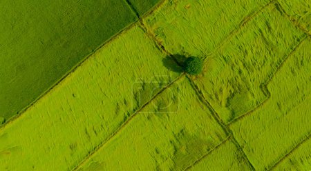Téléchargez les photos : Vue aérienne du champ de riz vert avec un arbre en Thaïlande. Vue ci-dessus du champ agricole. Plantes de riz. Motif naturel de la ferme de riz vert.Beauté dans la nature. Agriculture durable. Neutralité carbone. - en image libre de droit