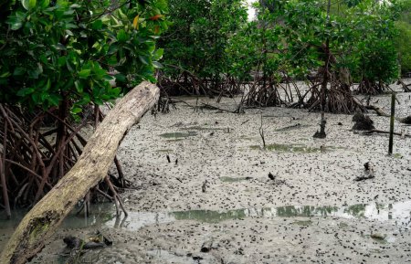 Téléchargez les photos : Forêt de mangroves vertes avec vasières. Écosystème de mangroves. Éviers de carbone naturel. Les mangroves captent le CO2 de l'atmosphère. Ecosystèmes de carbone bleu. Les mangroves absorbent les émissions de dioxyde de carbone. - en image libre de droit