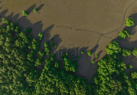 Téléchargez les photos : Forêt de mangroves vertes avec lumière du soleil du matin. Écosystème de mangroves. Éviers de carbone naturel. Les mangroves captent le CO2 de l'atmosphère. Ecosystèmes de carbone bleu. Les mangroves absorbent les émissions de dioxyde de carbone. - en image libre de droit