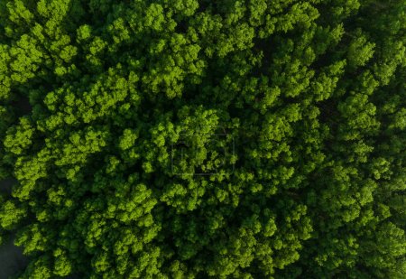 Téléchargez les photos : Aerial top view of mangrove forest. Drone view of dense green mangrove trees captures CO2. Green trees background for carbon neutrality and net zero emissions concept. Sustainable green environment - en image libre de droit
