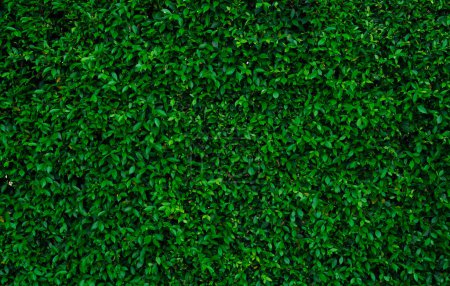 Foto de Small green leaves in hedge wall texture background. Closeup green hedge plant in garden. Eco evergreen hedge wall. Natural backdrop. Beauty in nature. Green leaves with natural pattern wallpaper. - Imagen libre de derechos