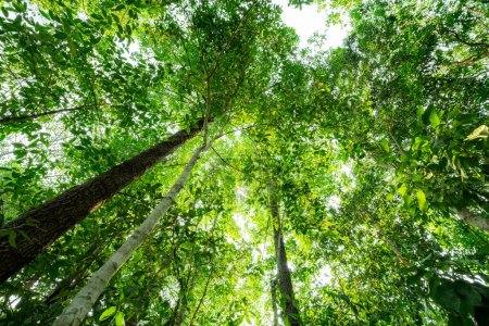Foto de Vista inferior del tronco del árbol a las hojas verdes de los árboles en el bosque tropical. Bosque arbóreo en venta crédito al carbono. Reducción de dióxido de carbono. Día mundial del medio ambiente fondo. Fuente natural mundial de oxígeno. - Imagen libre de derechos