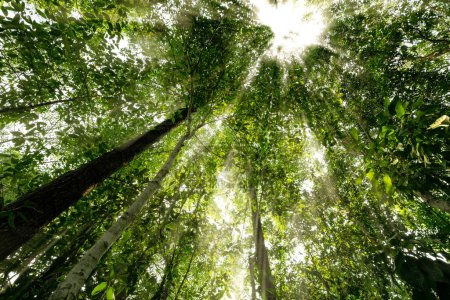 Vista inferior del tronco del árbol a las hojas verdes de los árboles en el bosque tropical. Bosque arbóreo en venta crédito al carbono. Reducción de dióxido de carbono. Día mundial del medio ambiente fondo. Fuente natural mundial de oxígeno.