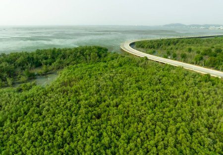 Grüne Mangrovenwälder binden Kohlendioxid. Netto null Emissionen. Mangroven binden CO2 aus der Atmosphäre. Blaue Kohlenstoff-Ökosysteme. Mangrovenbäume und Watt an der Küste aus der Luft. Natürliche Kohlenstoffsenken.