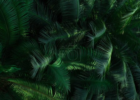 Farnblätter im Waldhintergrund. Dichte dunkelgrüne Farnblätter im Garten. Natur abstrakter Hintergrund. Farn im Tropenwald. Schöne dunkelgrüne Farnblatt Textur Hintergrund mit Sonnenlicht.