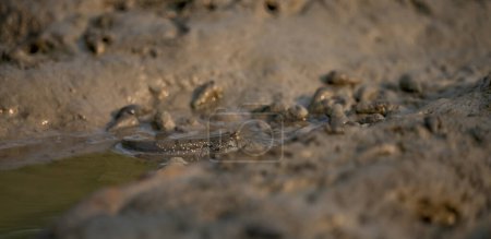 Foto de Mudskipper en el barro en un pantano de manglar sereno. Ecosistema biodiverso. Ecosistema costero. Hábitat biodiverso de manglar. Mudskipper en el barro en un humedal costero. Adaptación en un ecosistema de manglar. - Imagen libre de derechos