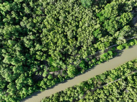 Téléchargez les photos : Forêt de mangroves vertes avec canal d'eau de mer. Écosystème de mangroves. Éviers de carbone naturel. Les mangroves captent le CO2 de l'atmosphère. Ecosystèmes de carbone bleu. Les mangroves absorbent les émissions de dioxyde de carbone. - en image libre de droit