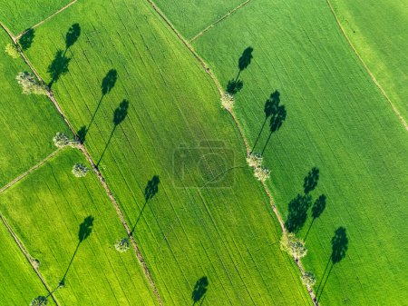 Vue aérienne de la rizière verte avec des arbres en Thaïlande. Vue ci-dessus du champ agricole. Plantes de riz. Modèle naturel de la ferme de riz vert. Beauté dans la nature. Agriculture durable. Neutralité carbone.