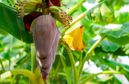 Banana blossom. Plant-based raw material for vegan fish and meat alternatives. Banana heart. Purple-skinned banana flower. Sustainable source for plant-based meat alternatives in vegan cuisine.