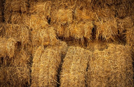 Dry straw bale and agricultural byproducts. stacked yellow straw bales for animal fodder and livestock bedding. Straw bales in sustainable farming. Agricultural byproducts. Agricultural practices.