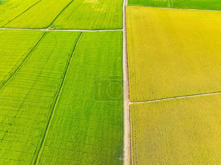 Vue aérienne des rizières vertes et jaunes. Agriculture durable avec neutralité carbone et schémas naturels. Une riziculture durable. Agriculture durable et agriculture neutre en carbone.