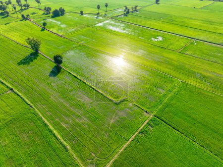 Vue aérienne de la rizière verte. Vue ci-dessus du champ agricole. Plantes de riz. Modèle naturel de la ferme de riz vert. Paysage naturel. Agriculture durable. Neutralité carbone. Environnement vert.