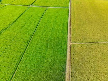 Vue aérienne des rizières vertes et jaunes. Agriculture durable avec neutralité carbone et schémas naturels. Une riziculture durable. Agriculture durable et agriculture neutre en carbone.