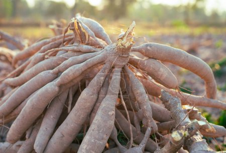Cassava roots. Sustainable agriculture. Cassava root in tropical farming. Food production and sustainability. Cassava root, staple crop vital for food security, smallholder livelihoods. Tapioca tubers