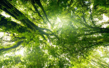 Mirando hacia arriba la vista del tronco del árbol a las hojas verdes del árbol en el bosque con luz solar. Ambiente fresco en bosques verdes. Árbol del bosque en el día soleado. Captura de carbono natural. Conservación sostenible y ecología