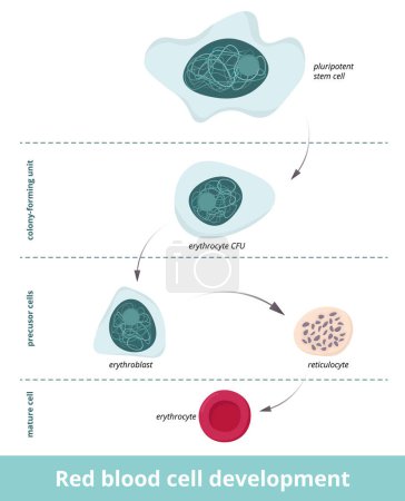 Illustration for Red blood cell development. Erythropoiesis. Erythrocyte development from pluripotent cell through the colony-forming unit and precursor cells stage to mature cell. Erythroblast and reticulocyte. - Royalty Free Image