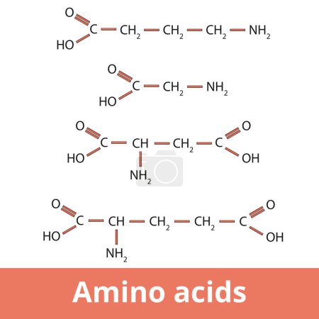 Téléchargez les illustrations : Acides aminés. Structure chimique de l'un des neurotransmetteurs incluant le GABA, la glycine, l'acide aspartique et l'acide glutamique. - en licence libre de droit