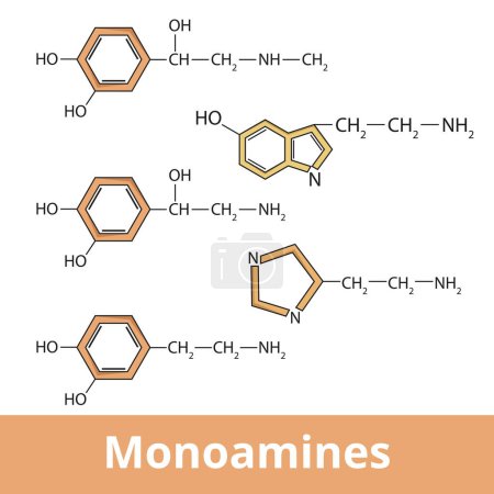 Illustration for Monoamines. Chemical structure of main biogenic amines including epinephrine, norepinephrine, dopamine (catecholamines), and serotonin with histamine. Neurotransmitters structure. - Royalty Free Image