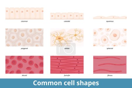 Illustration for Common cell shapes. Squamous, cuboidal, columnar, polygonal, stellate, spheroid, discoid, spindle-shaped, and fibrous cell forms and their common representatives as red blood cells or epithelium. - Royalty Free Image
