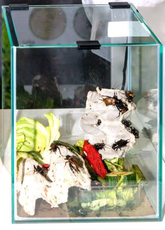 Foto de Cricket comestible en acuario popular para su uso como fuente de alimento para animales insectívoros como arañas y reptiles mantenidos como mascotas o en zoológicos - Imagen libre de derechos