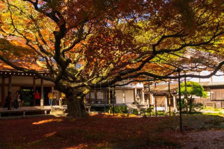 Giant ancient Maple Tree During Autumn fall season in Raizansennyoji temple in Fukuoka,Japan. color change on leaf in orange yellow and red, falling natural background texture autumn concept, f