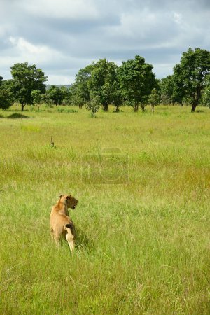 Lions errant en Tanzanie savane verte pendant la saison des pluies