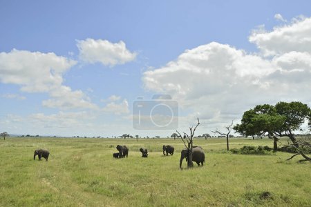 African elephant family roaming in Tanzania green savanah during rainy season