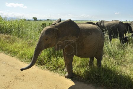 Afrikanische Elefantenfamilie streift während der Regenzeit in Tansanias grüner Savanne