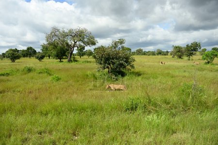 Löwen streifen in Tansanias grüner Savanne während der Regenzeit