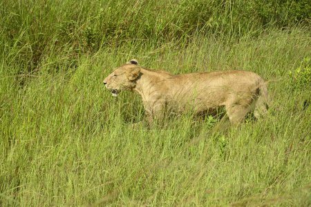 Lions errant en Tanzanie savane verte pendant la saison des pluies