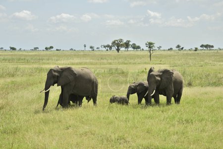 Afrikanische Elefantenfamilie streift während der Regenzeit in Tansanias grüner Savanne