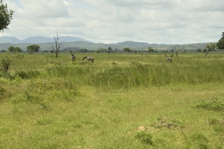 Giraffes roaming on green grass savanah of Tanzania