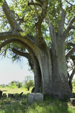 Des baobabs majestueux, symbole de vie et de résilience dans la savane africaine
