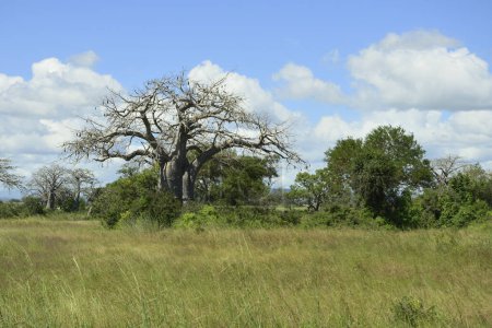Majestic baobab trees, symbol of life and resilience in the African savannah