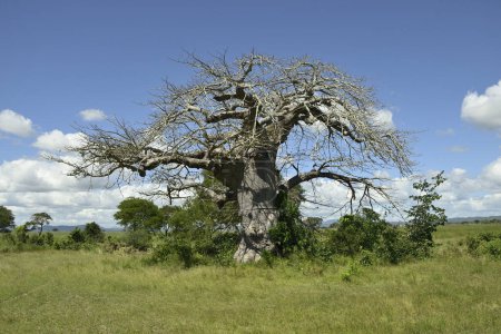 Foto de Majestuosos baobabos, símbolo de vida y resiliencia en la sabana africana - Imagen libre de derechos