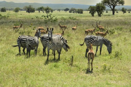 Zebra and Impala antelopes in green savanah plain of Tanzania