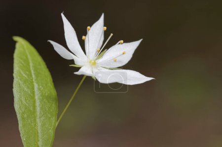 Photo for Arctic starflower in summer, Trientalis europaea. - Royalty Free Image