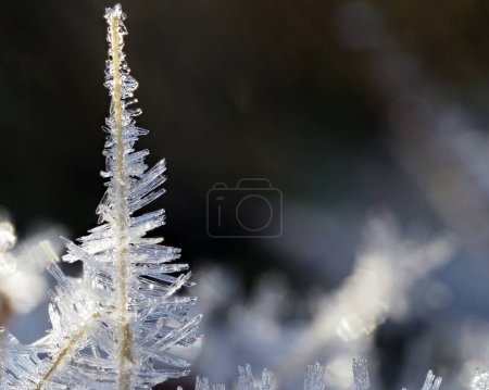 Téléchargez les photos : Cristaux de glace poussant sur l'herbe à cause de l'humidité atmosphérique. - en image libre de droit