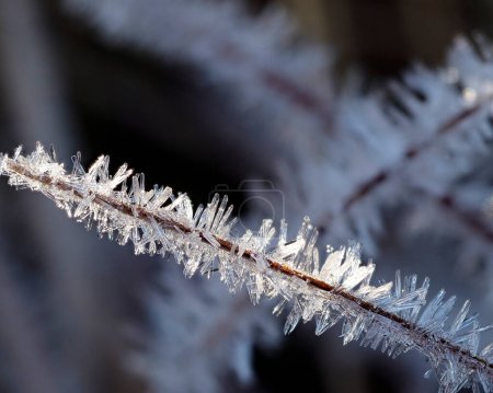 Eiskristalle wachsen aufgrund der Luftfeuchtigkeit auf Gras. 