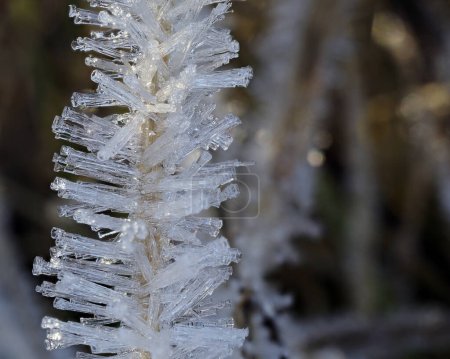 Eiskristalle wachsen aufgrund der Luftfeuchtigkeit auf Gras. 