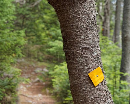 Photo for Colored trail markers providing direction and safety for hikers. - Royalty Free Image